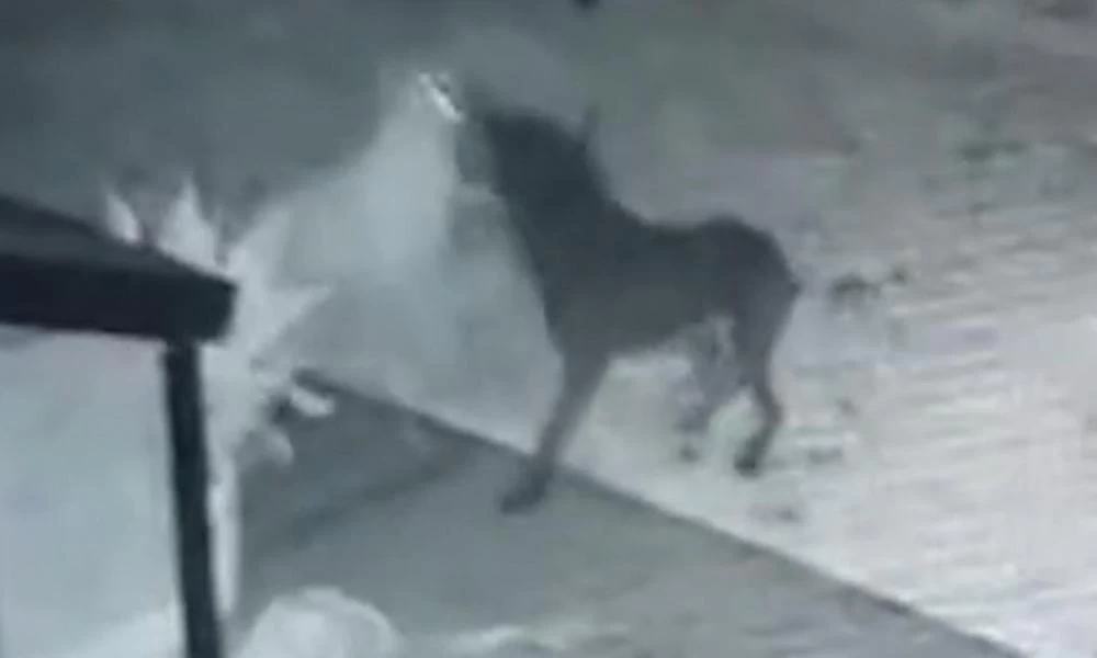 Κάμερα κατέγραψε φάντασμα στην Αυστραλία; - Σκυλί παίζει με αλλόκοτο ον τα μεσάνυχτα